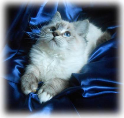 Dreamdolls-Ragdolls - Wir haben Babys