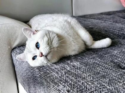 Deckkater BKH mit Stammbaum