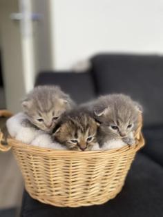 BLH Kitten