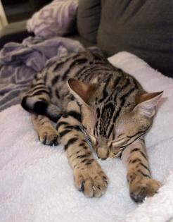 Bengal Katze sucht neues Zuhause auf Lebenszeit