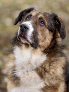 WOFFY - Mischling, Männlich, 4 Jahre, 66 cm, 38 kg, Gechipt, Kastriert