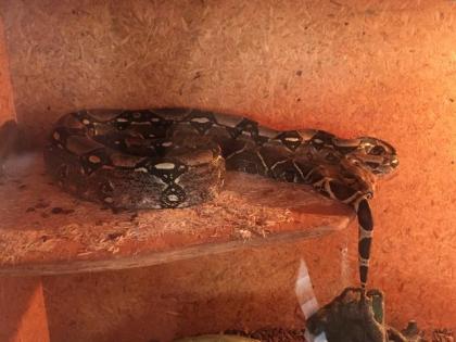 Boa Constrictor inklusive Terrarium