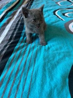 Wunderschöne Reinrassige Bkh Kitten