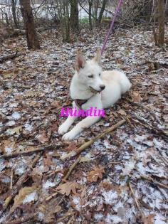 Husky Welpen aus exclusiver Verpaarung suchen ein kuscheliges Zuhause. Nur noch 3 Welpen Verfügba