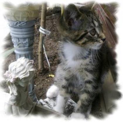 Maine-Coon-Mix-Baby gesucht