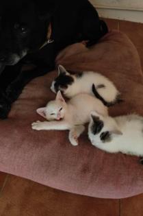 Kleine BKH-Mix Kitten