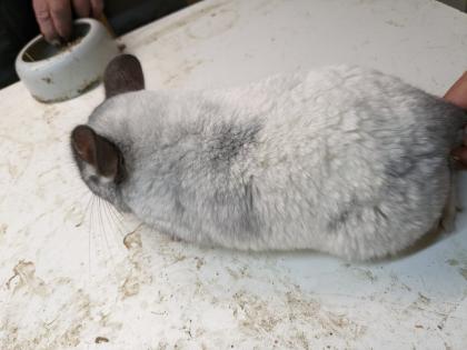 Langschwanz Chinchillas
