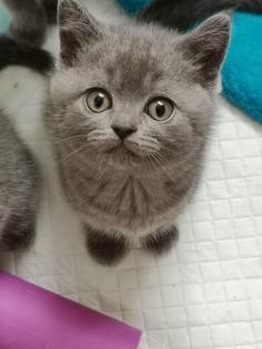 4 kleine BKH Kitten suchen ein neues Zuhause