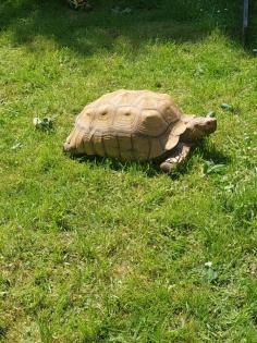 Spornschildkröte / Schildkröte