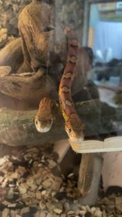 2 Kornnattern mit Terrarium