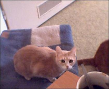 Katzen Dame sucht einzelplatz
