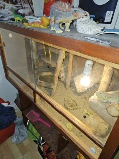 Zwei weibliche Bartagamen inkl Terrarium