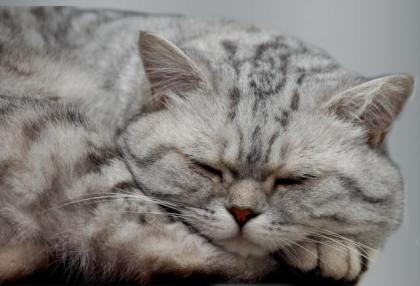 Deckkater, Britisch-Kurzhaar, Silbertabby, Blutgruppe A-, VIEL ERFAHRUNG