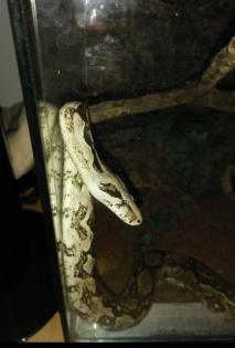Verschenke Boa Männchen