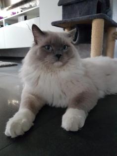 Reinrassiger Ragdoll Deckkater in blue mitted mit Deckerfahrung