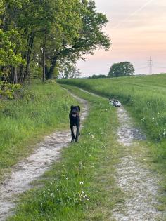 Dogge in erfahrene Hände
