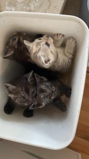Noch 5 BKH/BLH Mix Kitten