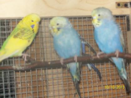 Verkaufe junge Wellensittiche verschiedene Farben und neues Vogelzubehör