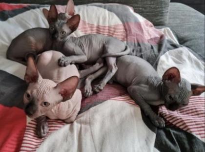 Sphynx Katzen 3 Jungs.
