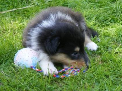 Colliewelpen in tricolor ab sofort abzugeben