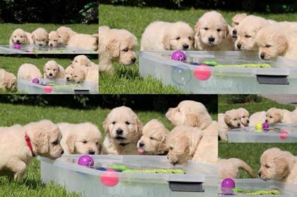 Golden Retriever Wurf Ankündigung März . Zur Abgabe Ende Mai