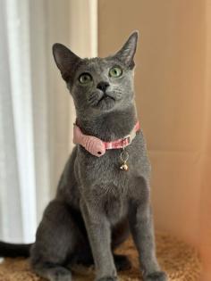 Wunderschöne Russisch Blau Katze sucht neues Heim