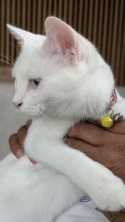 2 Türkische Angora Katzen elek. Katzenklo Kratzbaum