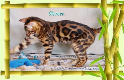 Exklusiver und pfiffiger Bengal Kater, Donat Rosetten, Eyecatcher, unkastriert