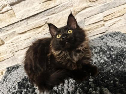Main Coon Kitten suchen ein neues Zuhause