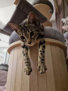 Bengal Katze