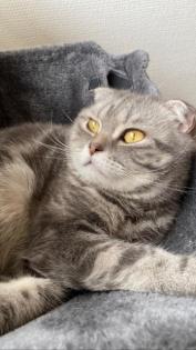 Bkh kater 5 jahre