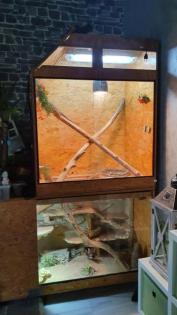 Zwei Bartagame plus Terrarium