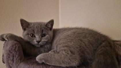 BKH Britisch Kurzhaar Katze Kitten