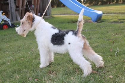 Drahthaar Foxterrier Welpe. Rüde.