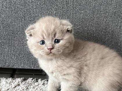 BKH Baby Kätzchen noch 3 Männlich