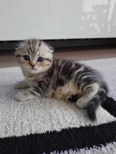 Reinrassige Britisch Kurzhaar Katzenbaby