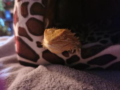 Bartagamen Männchen sucht Weibchen