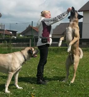 Mobile Hundeschule Pfotenteam