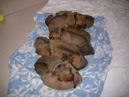 Rhodesian Ridgeback Welpen mit Papieren