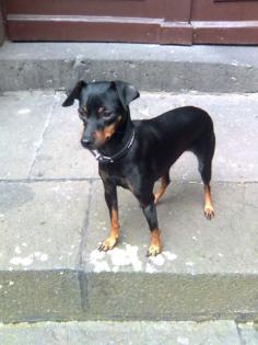 Zwergpinscher in sehr gute Hände abzugeben