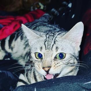 Jay jay Xxl Spottet Tabby Silber Bengaldame Zuchtzulassung 1. 5 Jahre alt