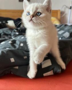 BkH Kitten