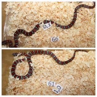 Lampropeltis Mexicana mexicana