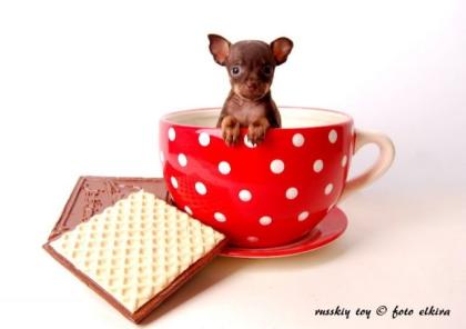 Russkiy Toy / Russischer Toy Terrier/ Welpen abzugeben. sehr kleine Hunde, blei