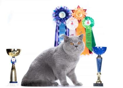 Britisch Kurzhaar Kater Blau TOP aus dem Zucht