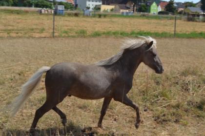 Windfarbener Classicponyhengst zweijärig