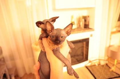 Sphynxbaby