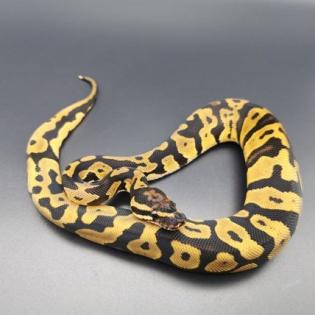 Hobbyaufgabe Königspython Python Regius Ball Python