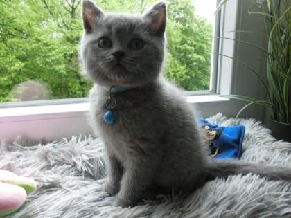 2 zuckersüße BKH Kitten blue, 1Katze, 1Kater, mit Starterpaket