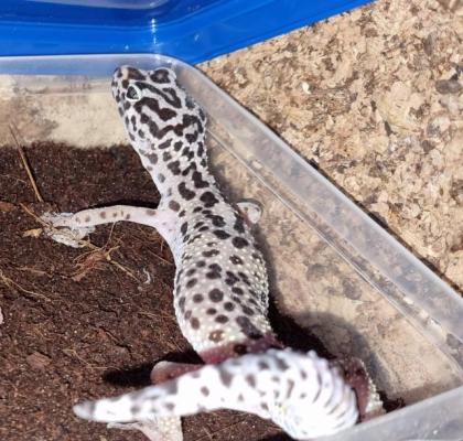 Leopardgeckos suchen gutes Zuhause